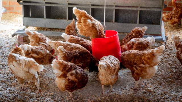 Pese al bajo riesgo de transmisión a seres humanos, lo cierto es que ocurre.