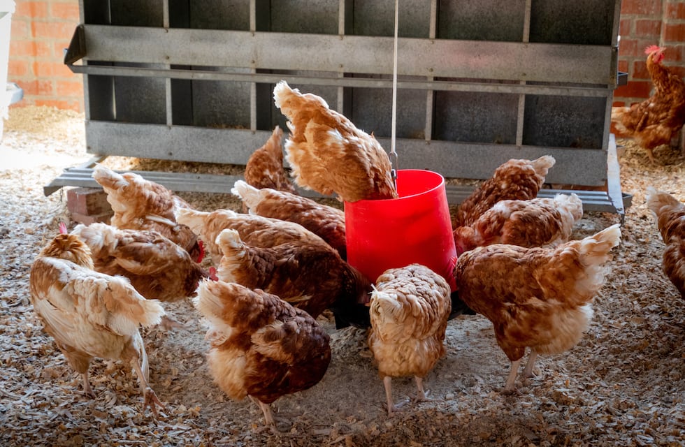 Gripe aviar: murieron 240 mil gallinas en Río Negro y Mar del Plata