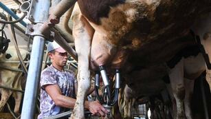 Para ahorrar, la gente elige los tambos y marcas mendocinas para comprar lácteos, quesos y demás derivados de la leche.
Trabajo de ordeñe de la vaca en el tambo Guercio ubicado en el departamento de Las Heras
Foto: José Gutierrez / Los Andes