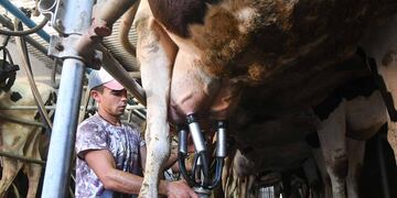 Para ahorrar, la gente elige los tambos y marcas mendocinas para comprar lácteos, quesos y demás derivados de la leche.
Trabajo de ordeñe de la vaca en el tambo Guercio ubicado en el departamento de Las Heras
Foto: José Gutierrez / Los Andes