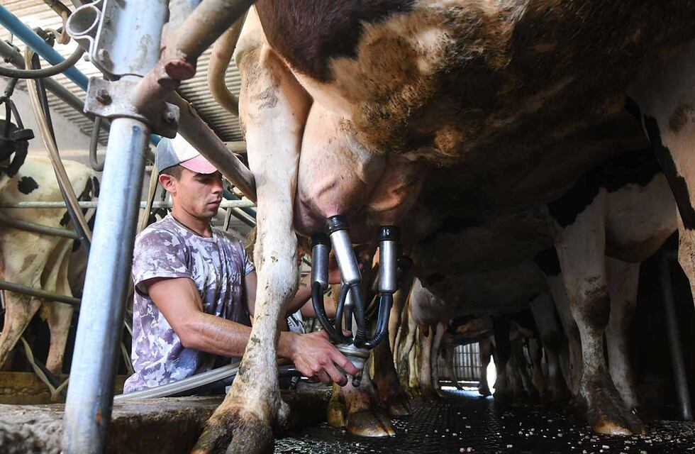 Anuncian créditos a tasa 0 % para el sector tambero