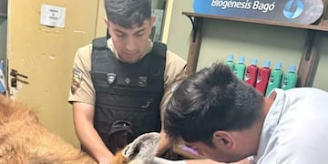 El aguará guazú fue hallado en estado desnutrición en una zona rural. (Foto: Policía)