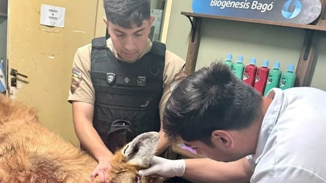 El aguará guazú fue hallado en estado desnutrición en una zona rural. (Foto: Policía)