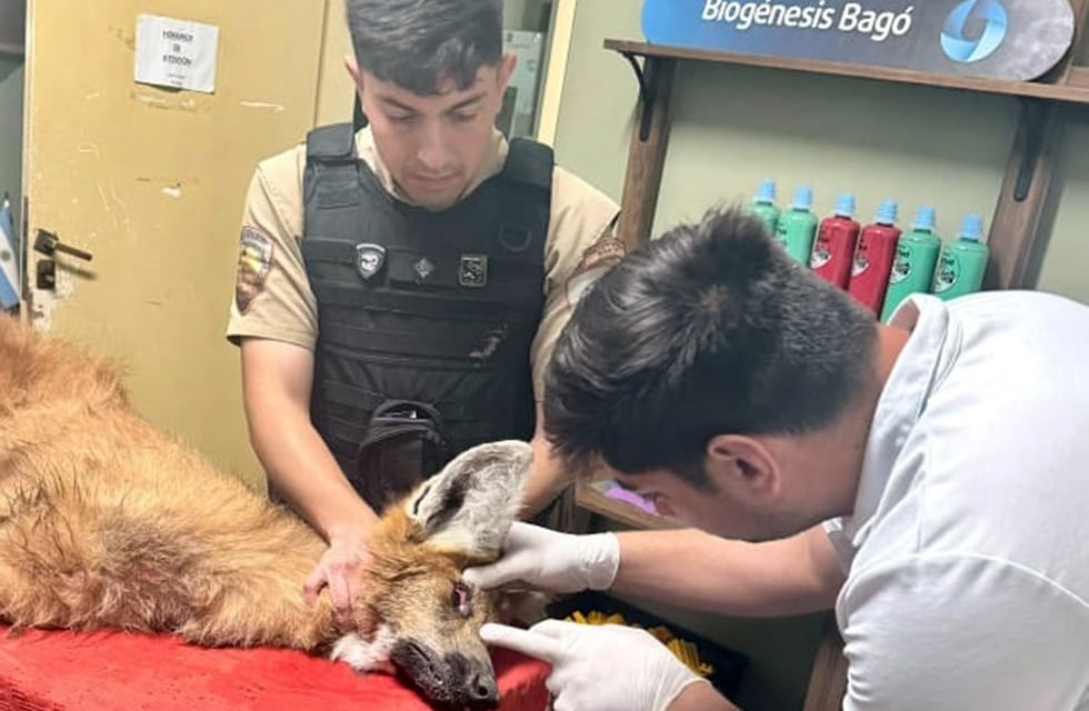Rescataron a un animal en peligro de extinción en Córdoba: está grave