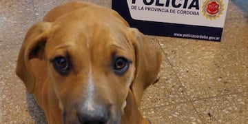 La policía recato un perro que había sido robado.