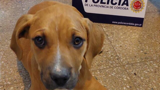 La policía recato un perro que había sido robado.
