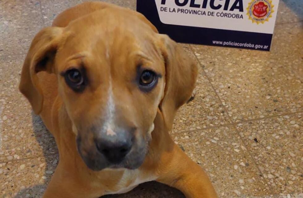 Carlos Paz: robaron su perro y la policía lo rescató