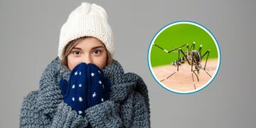 Dile adiós a las picaduras: conoce la temperatura que mata a los mosquitos.