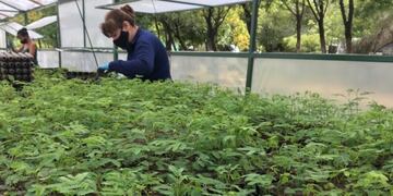 En los viveros se cultivan árboles autóctonos como algarrobo, molle, brea, caldén, espinillo y muy pronto hasta palmeras caranday. Gentileza ANSL