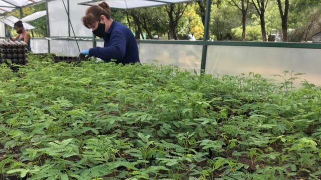 En los viveros se cultivan árboles autóctonos como algarrobo, molle, brea, caldén, espinillo y muy pronto hasta palmeras caranday. Gentileza ANSL