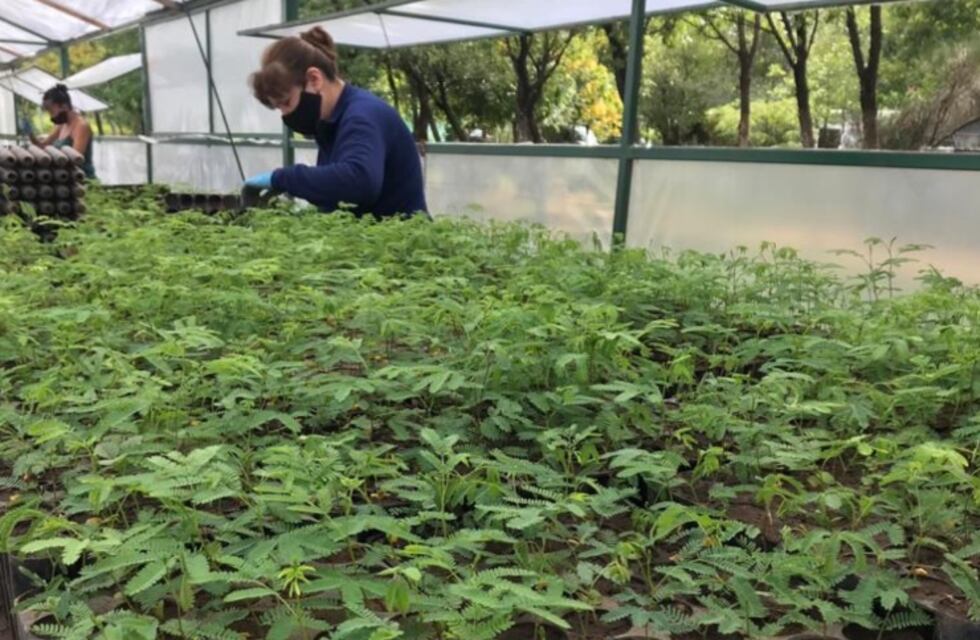 La red de viveros de la provincia ya producen 50.000 árboles autóctonos