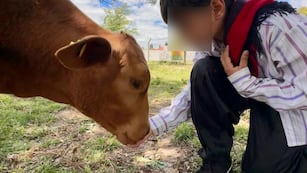 Faenaron un ternero de una escuela de Córdoba.