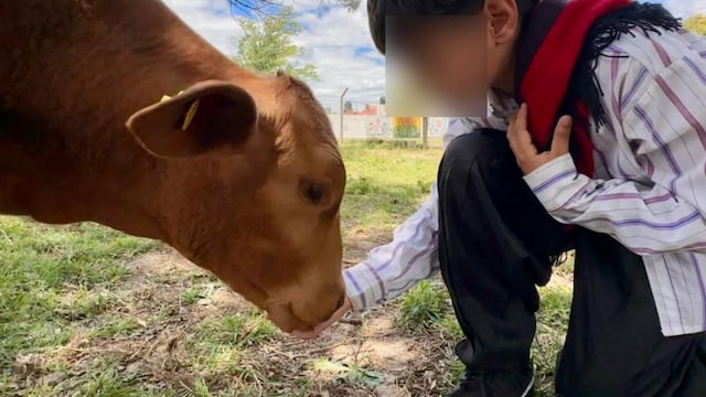 Faenaron un ternero de una escuela de Córdoba.