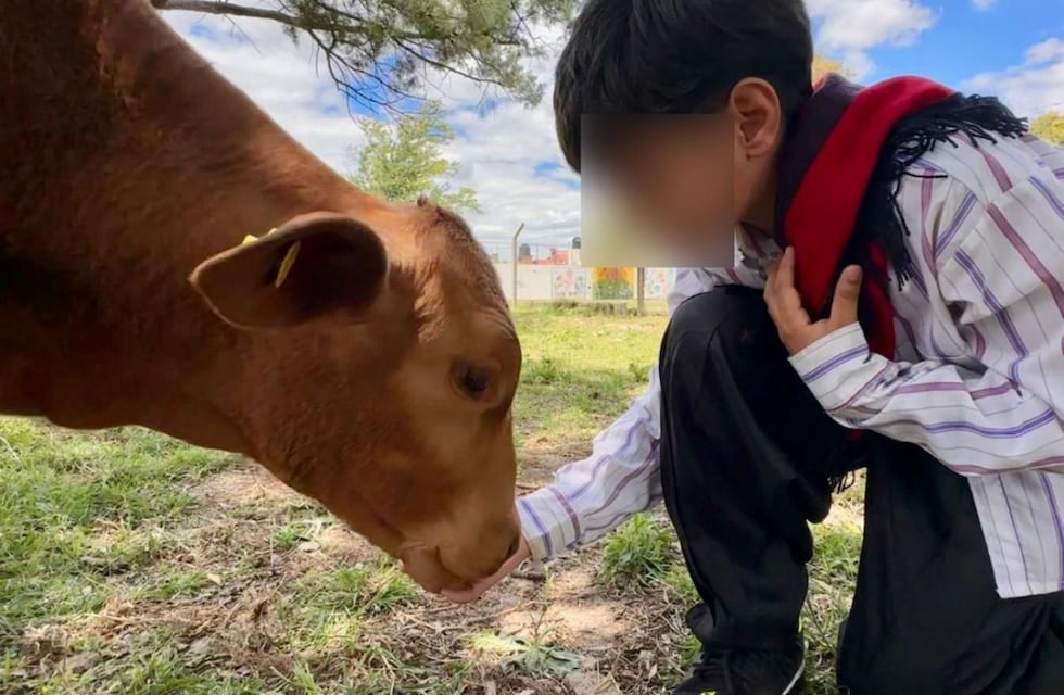Crueldad: robaron y descuartizaron al ternero mascota de una escuela en Córdoba
