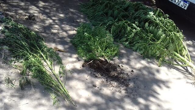 Secuestraron plantas de marihuana de hasta dos metros del patio de una casa