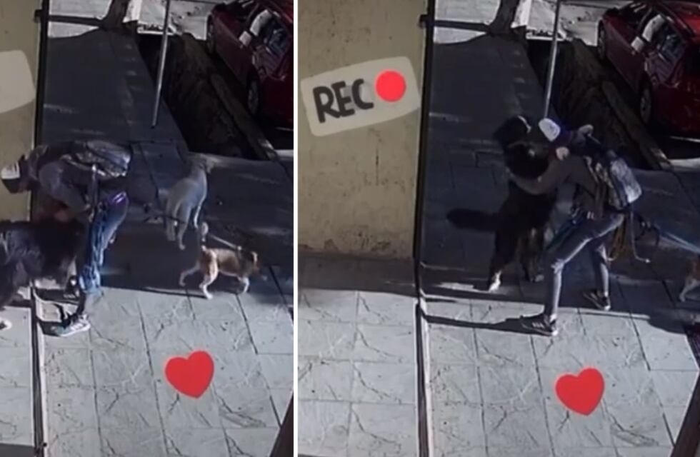 Un video de TikTok entre un perro mendocino y su paseador se hizo viral