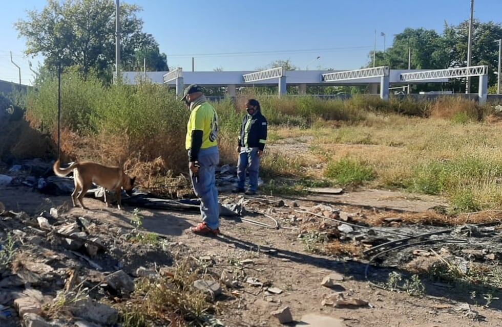 El equipo de perros adiestrados de Maipú, Escam, trabaja al servicio de la comunidad