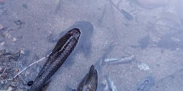 Los peces aparecieron muertos en el río.
