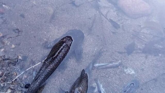 Los peces aparecieron muertos en el río.