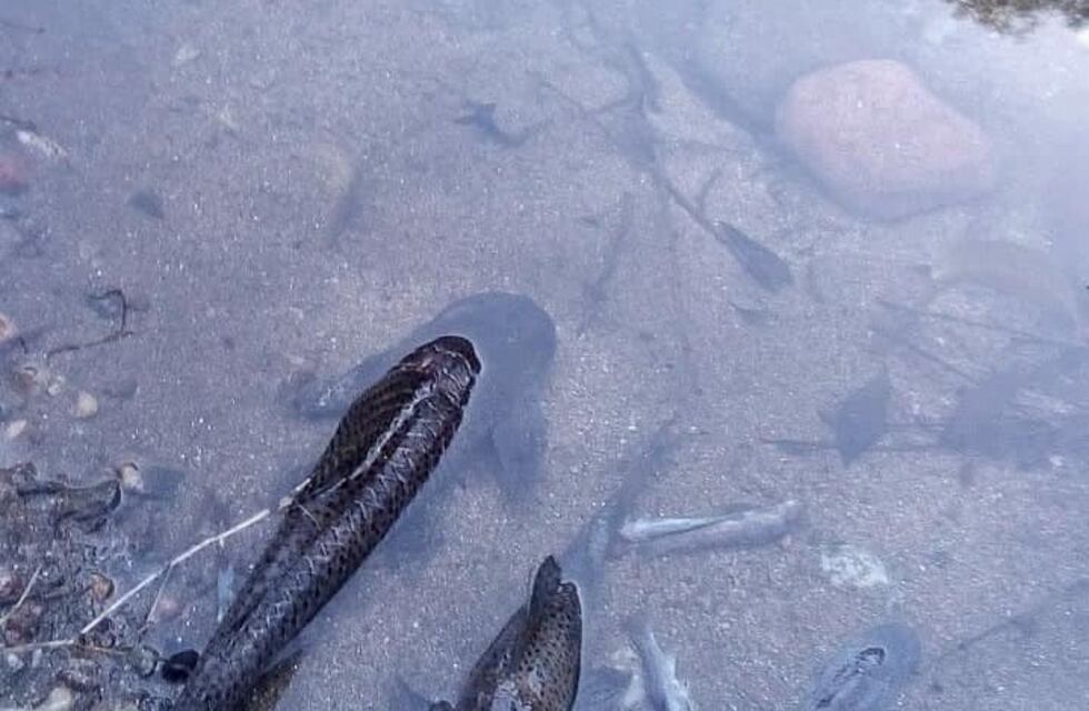 Sierras Chicas: una decena de peces aparecieron muertos en la orilla