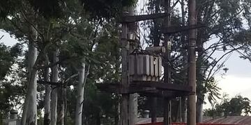 Detuvieron a camión con hojas de yerba mate sin remito