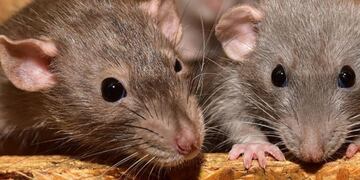 Este es el significado de haber soñado con ratas. (Web).