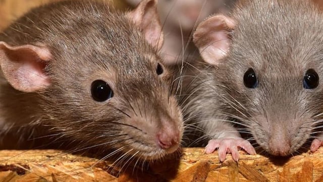 Este es el significado de haber soñado con ratas. (Web).