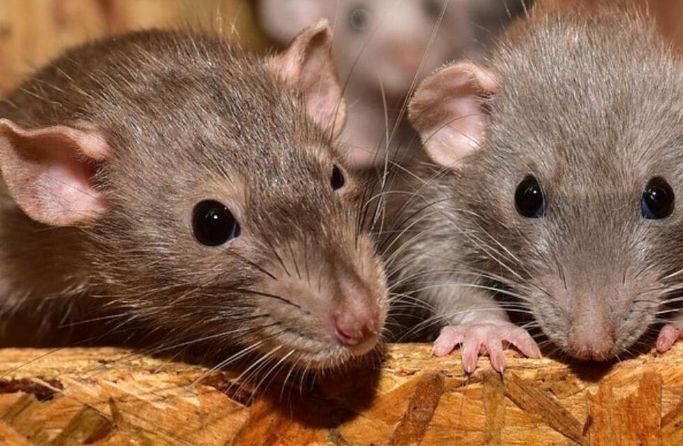 Piden solucionar el problema de las ratas y ratones en Rafaela