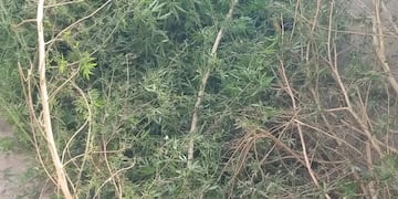 La Policía encontró plantas de marihuana en un operativo por robo de herramientas.