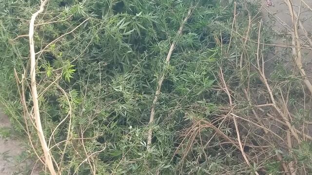 La Policía encontró plantas de marihuana en un operativo por robo de herramientas.