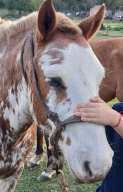 Chimango, el caballo que murió electrocutado en Alta Gracia.