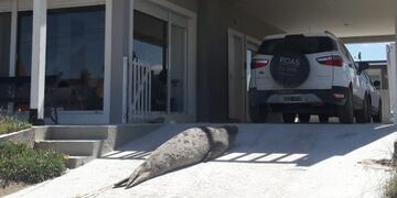 Elefante Marino en Claromecó