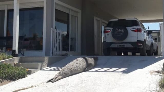 Elefante Marino en Claromecó