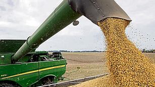 Soja. El precio de la soja sigue a la baja y golpea a la Argentina. (Imagen ilustrativa)