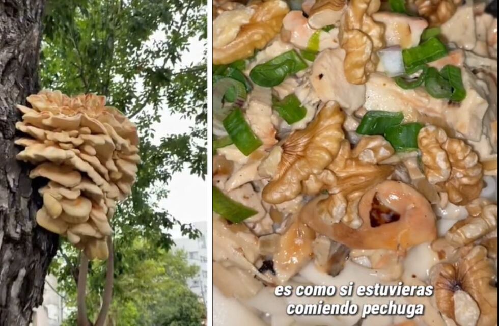 Encontró un hongo en la calle y aseguró que es comestible: el polémico video viral de Tiktok