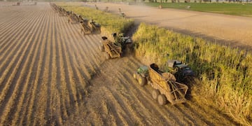 En los últimos tramos de la zafra 2022, el convoy de cosechadoras recoge la caña a partir de la que se producirá azúcar y alcohol, se fabricará papel y se generará energía.