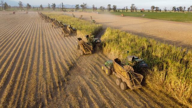 En los últimos tramos de la zafra 2022, el convoy de cosechadoras recoge la caña a partir de la que se producirá azúcar y alcohol, se fabricará papel y se generará energía.