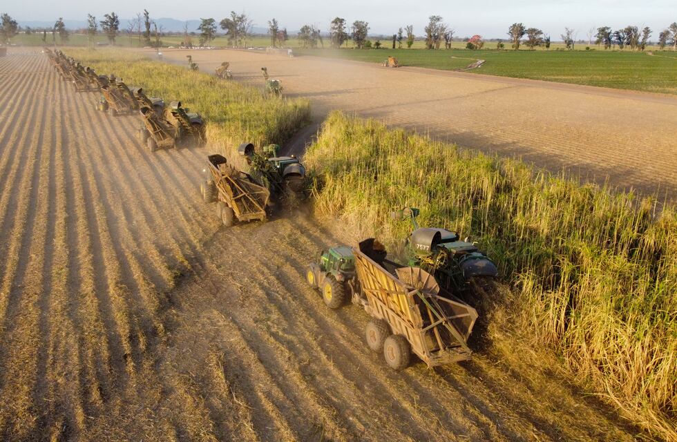 Aún con factores adversos, Ledesma logró producir 293.000 t de azúcar
