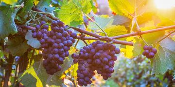 El vino de uva representó el 53% de lo exportado de la provincia.