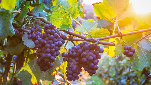 El Campo Histórico El Plumerillo será escenario de visitas guiadas con degustaciones de vino.