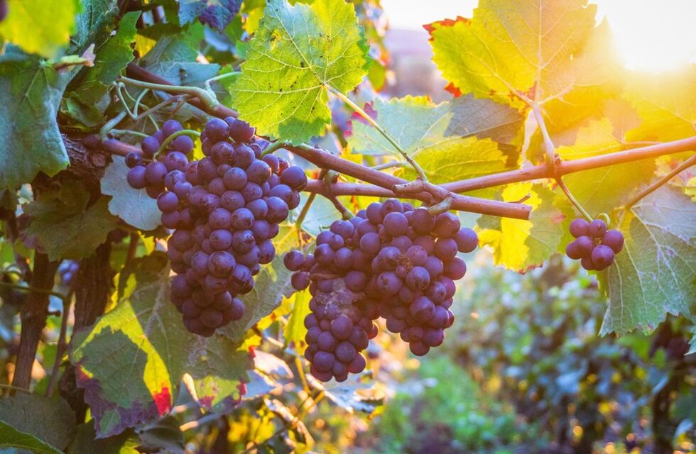 El Campo Histórico abre sus viñedos para una visita especial
