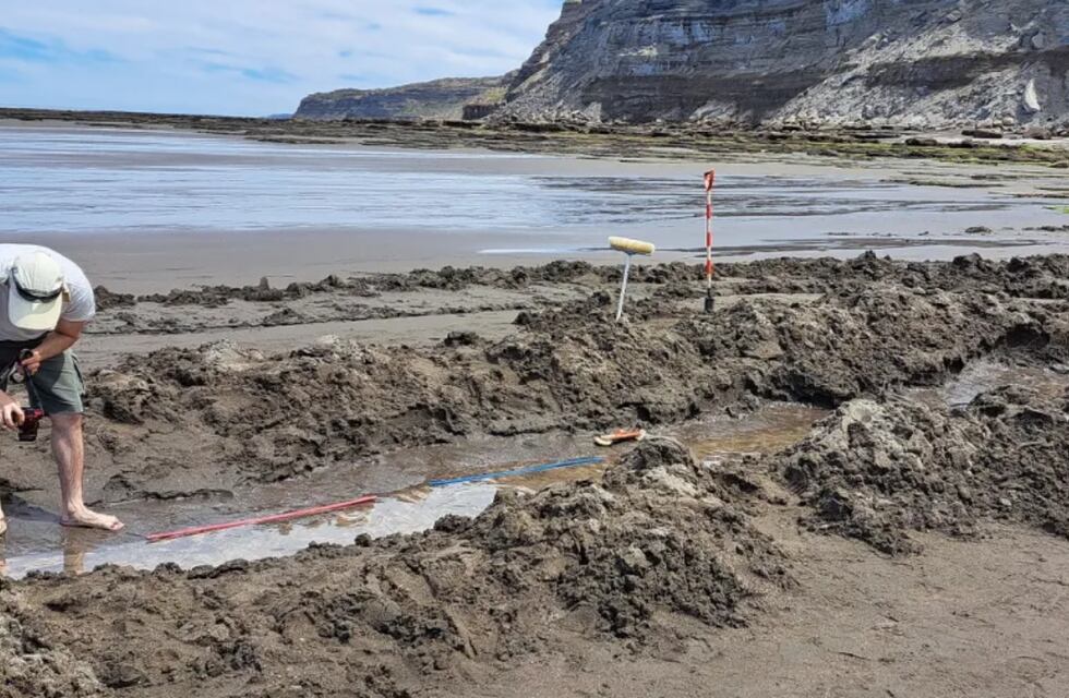 Sorprendente: descubrieron impactantes huellas de una ave prehistórica única en su especie en Río Negro