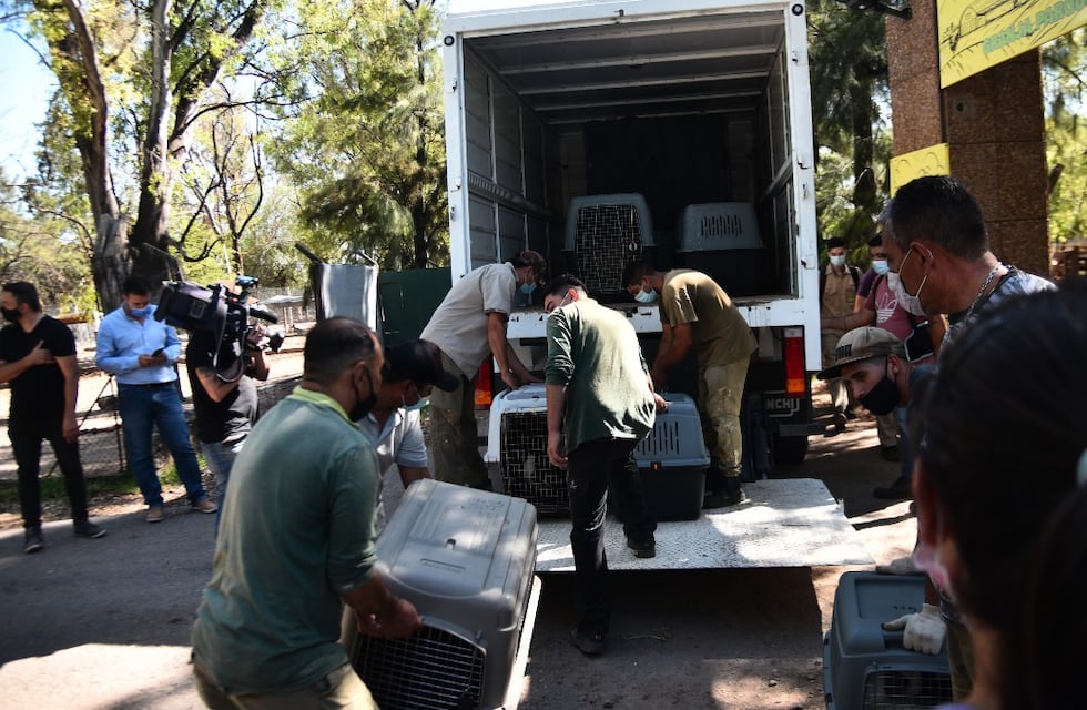 Comenzó el traslado de animales del ex Zoológico de Córdoba a Río Cuarto