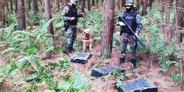 Incautaron marihuana oculta en un pinar en Puerto Rico.