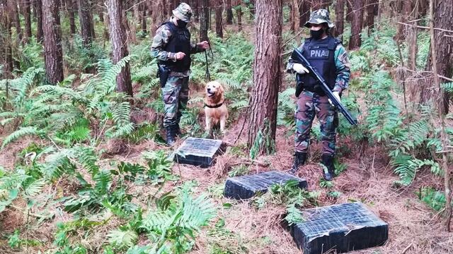 Incautaron marihuana oculta en un pinar en Puerto Rico.