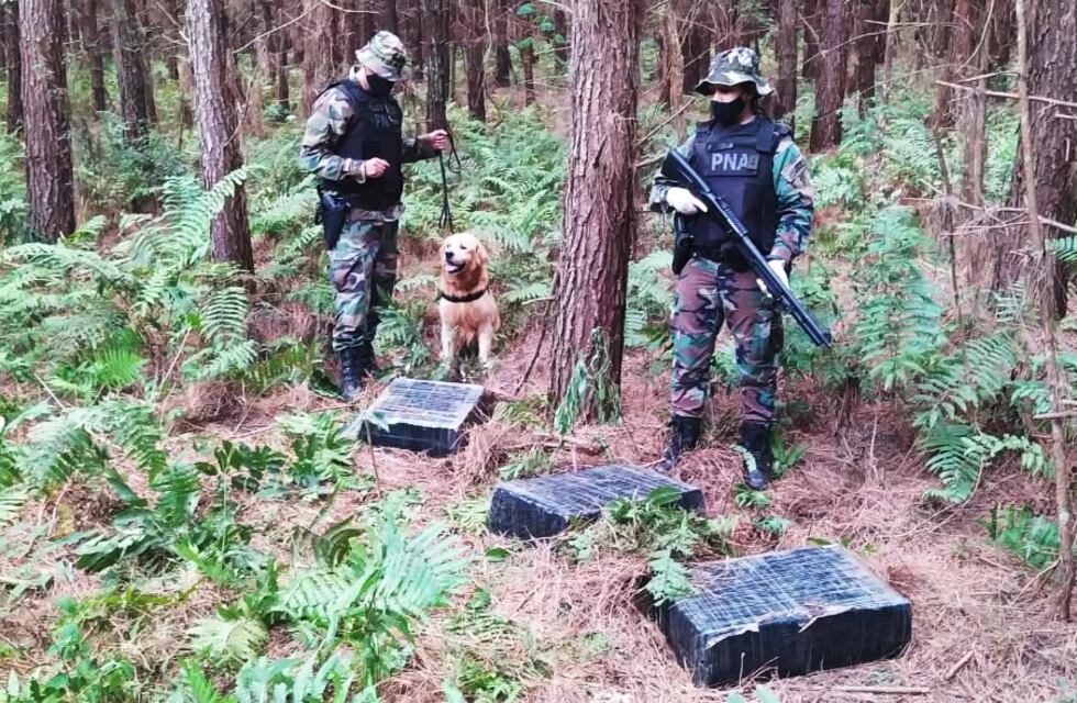 Incautaron marihuana oculta en un pinar en Puerto Rico