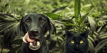 Qué dicen los veterinarios sobre el uso de cannabis en animales