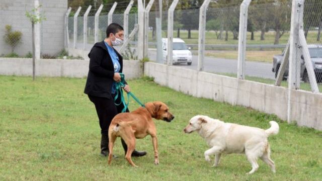 Comenzó el traslado de perros del Imusa