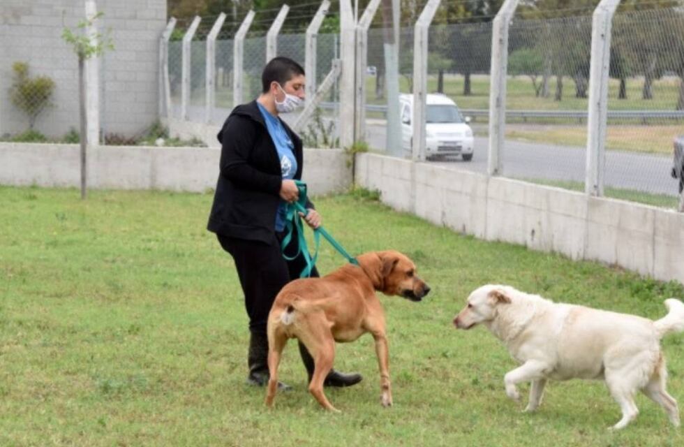 Trasladan a perros alojados en el Imusa e informan cómo es el proceso de adopción