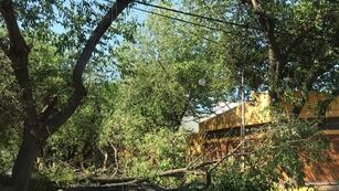 Árboles caídos en Ciudad cortan las calles. Esc. Ntra. Sra. del Rosario de Pompeya